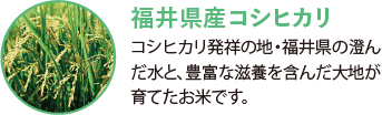 福岡産コシヒカリ。コシヒカリ発祥の地・福井県の澄んだ水と、豊富な滋養を含んだ大地が育てたお米です。